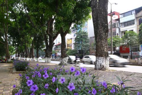 Chưa thể đánh chuyển cây xanh tại đường Kim Mã